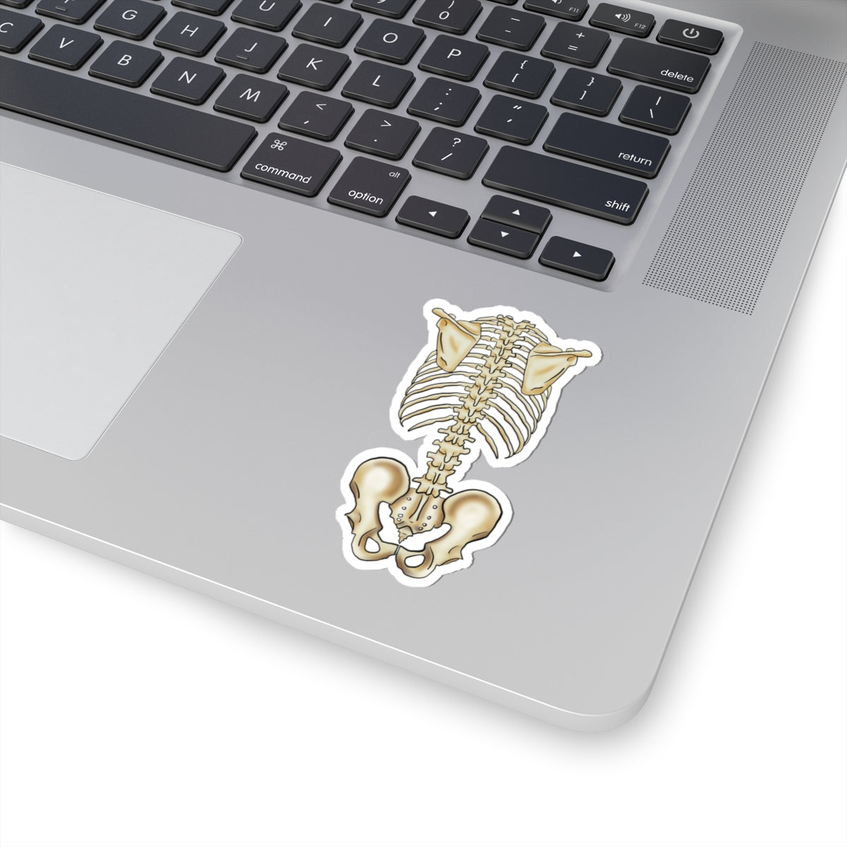 Anatomical Skeleton Torso Sticker, Medical Illustration, Human Skeletal System Vinyl Decal