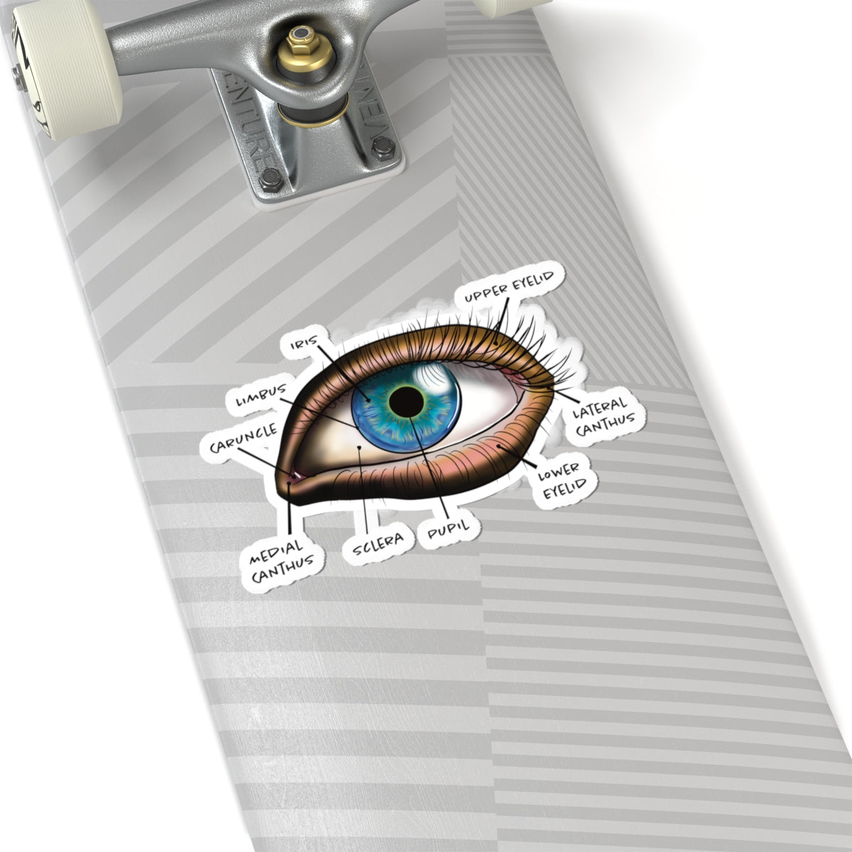Large sticker adhered to a skateboard featuring an anatomical diagram of a human eye, showing detailed structures like the iris, pupil, and other parts.