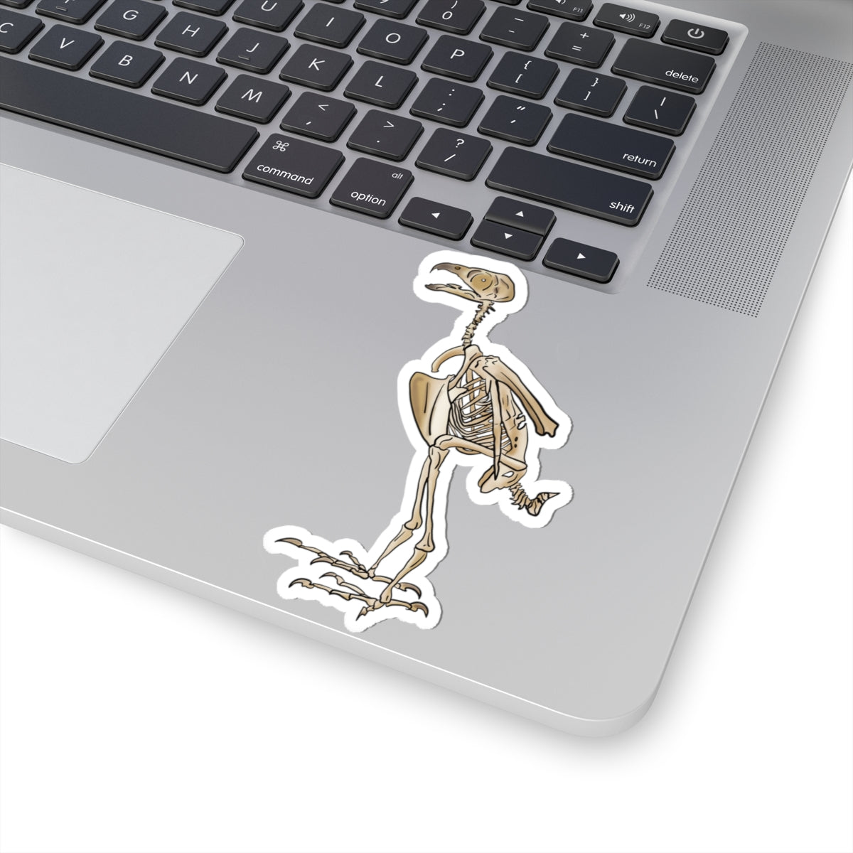 Peregrine Falcon Vinyl Sticker, Bird Skeleton Decal, Anatomical Bird Design