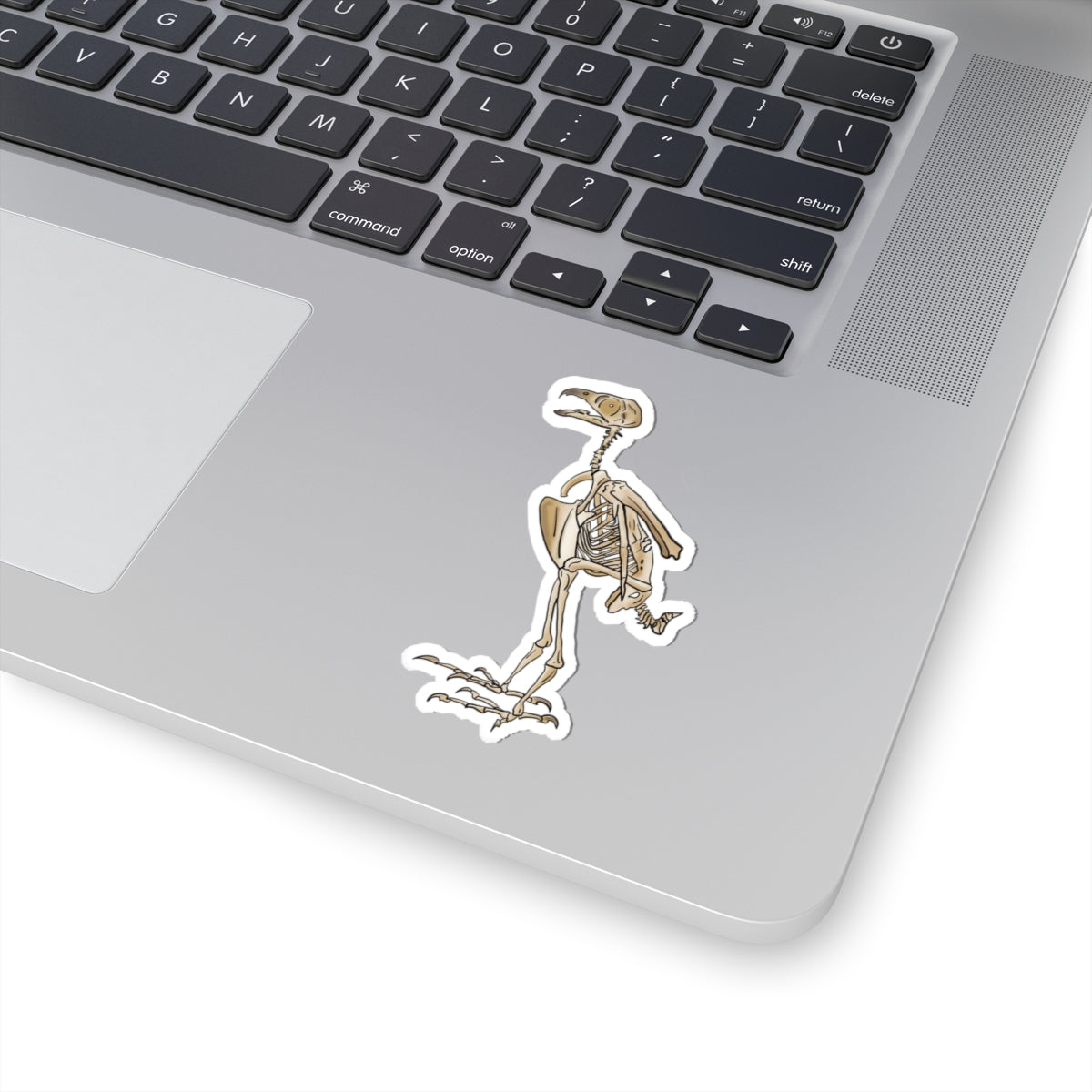Peregrine Falcon Vinyl Sticker, Bird Skeleton Decal, Anatomical Bird Design