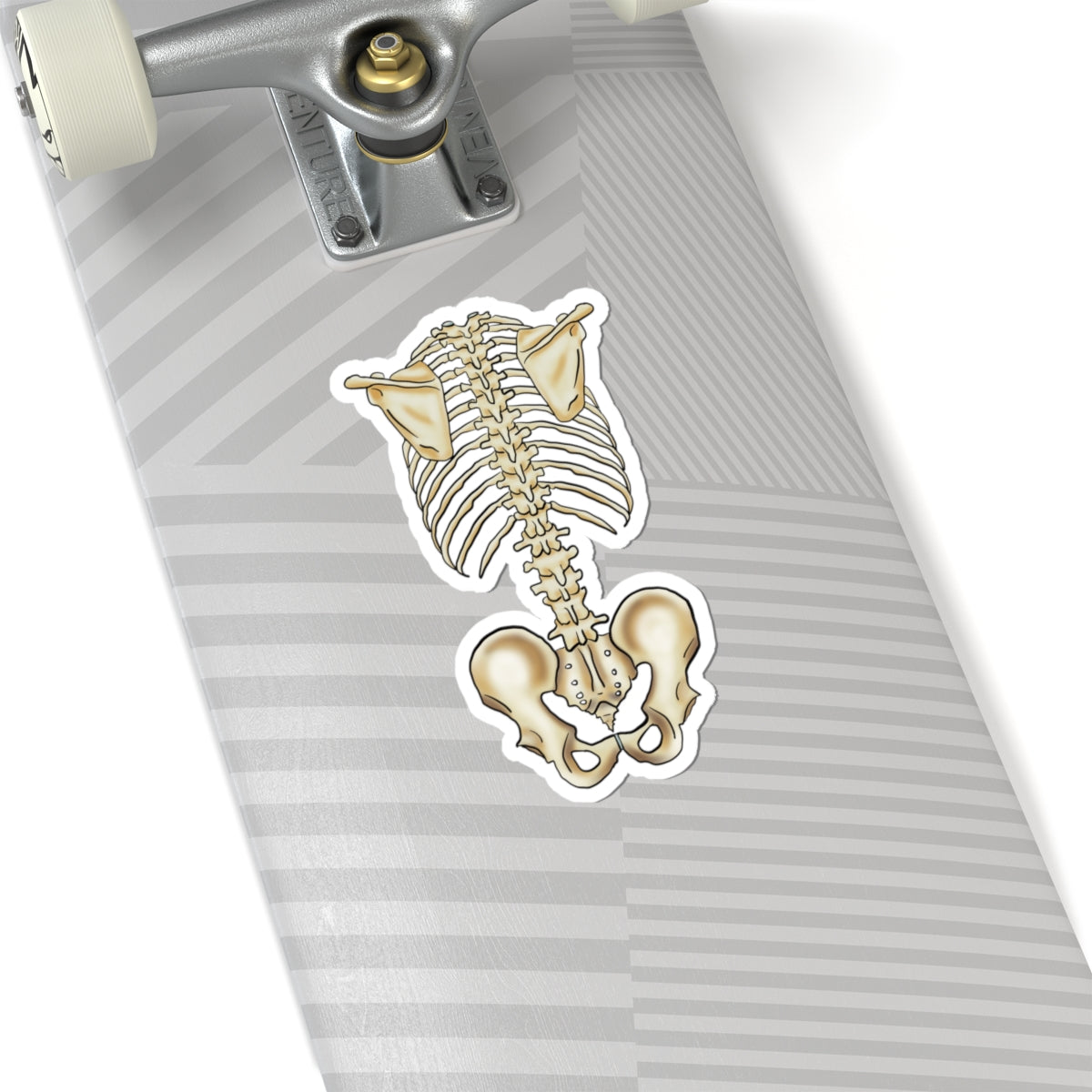 Anatomical Skeleton Torso Sticker, Medical Illustration, Human Skeletal System Vinyl Decal
