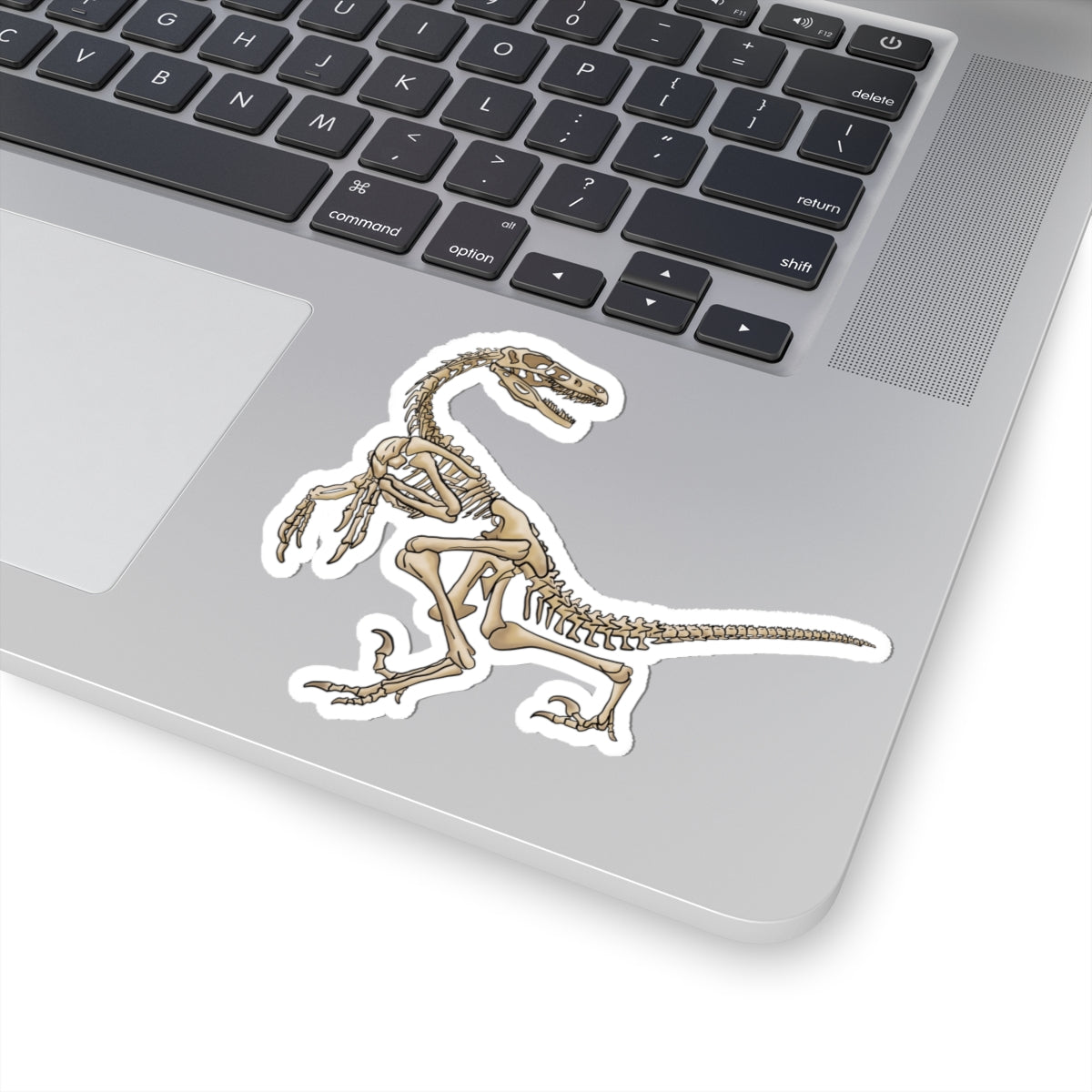 Velociraptor Skeleton Vinyl Sticker, Dinosaur Fossil Decal, Dino Skeleton Sticker