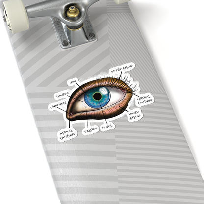 Large sticker adhered to a skateboard featuring an anatomical diagram of a human eye, showing detailed structures like the iris, pupil, and other parts.