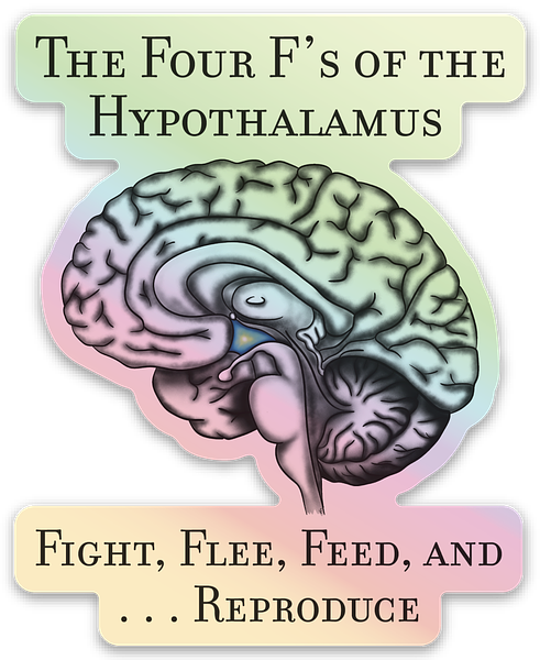 Holographic Brain Science Sticker, Funny Anatomy Sticker, The Four F's of Hypothalamus Educational Design, Neurology, Neuroscience