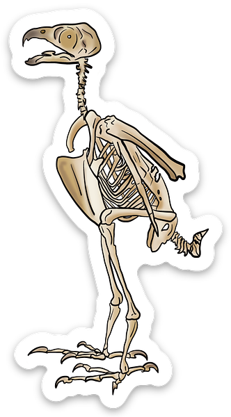 Peregrine Falcon Vinyl Sticker, Bird Skeleton Decal, Anatomical Bird Design