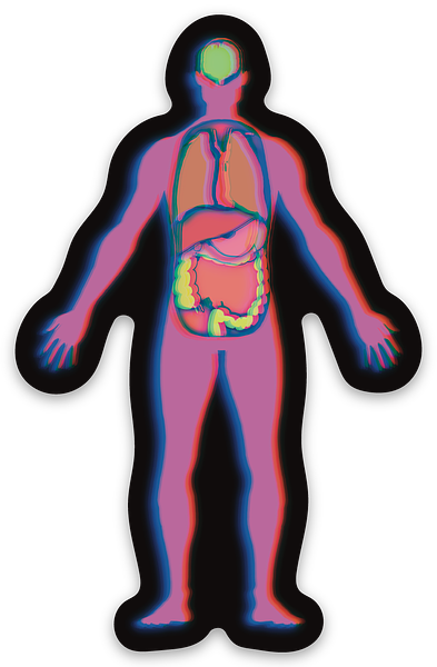 Human Body Diagram Sticker, Human Anatomy Vinyl Decal, Medical Illustration, Brain, Lungs, Intestines, Anatomical Artwork