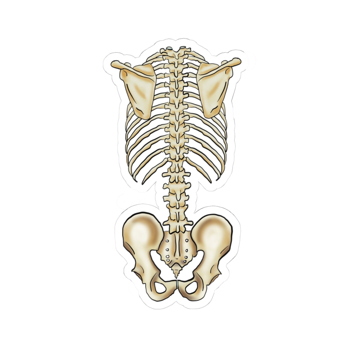 Anatomical Skeleton Torso Sticker, Medical Illustration, Human Skeletal System Vinyl Decal