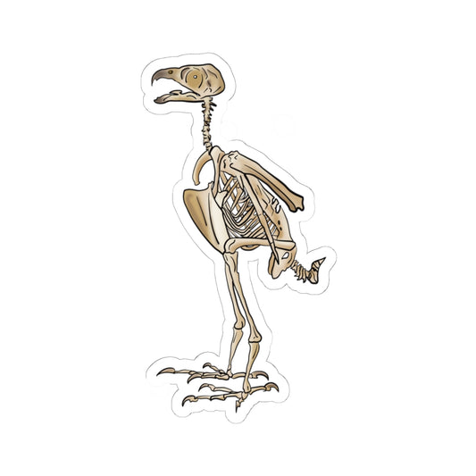 Peregrine Falcon Vinyl Sticker, Bird Skeleton Decal, Anatomical Bird Design
