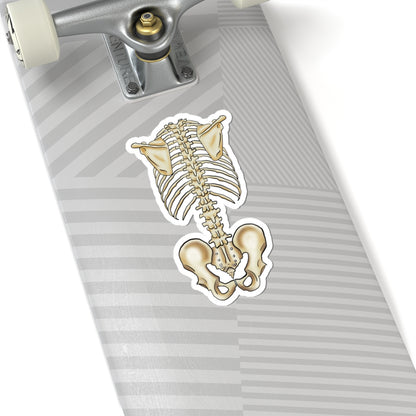 Anatomical Skeleton Torso Sticker, Medical Illustration, Human Skeletal System Vinyl Decal