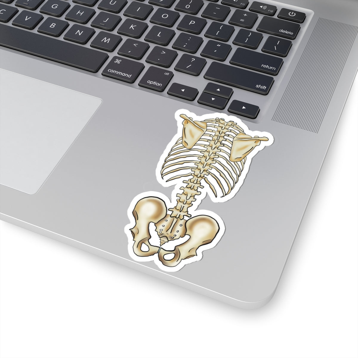 Anatomical Skeleton Torso Sticker, Medical Illustration, Human Skeletal System Vinyl Decal