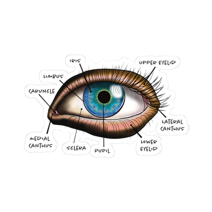 Sticker featuring an anatomical diagram of a human eye, showing detailed structures like the iris, pupil, and other parts.