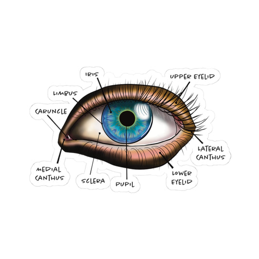 Sticker featuring an anatomical diagram of a human eye, showing detailed structures like the iris, pupil, and other parts.