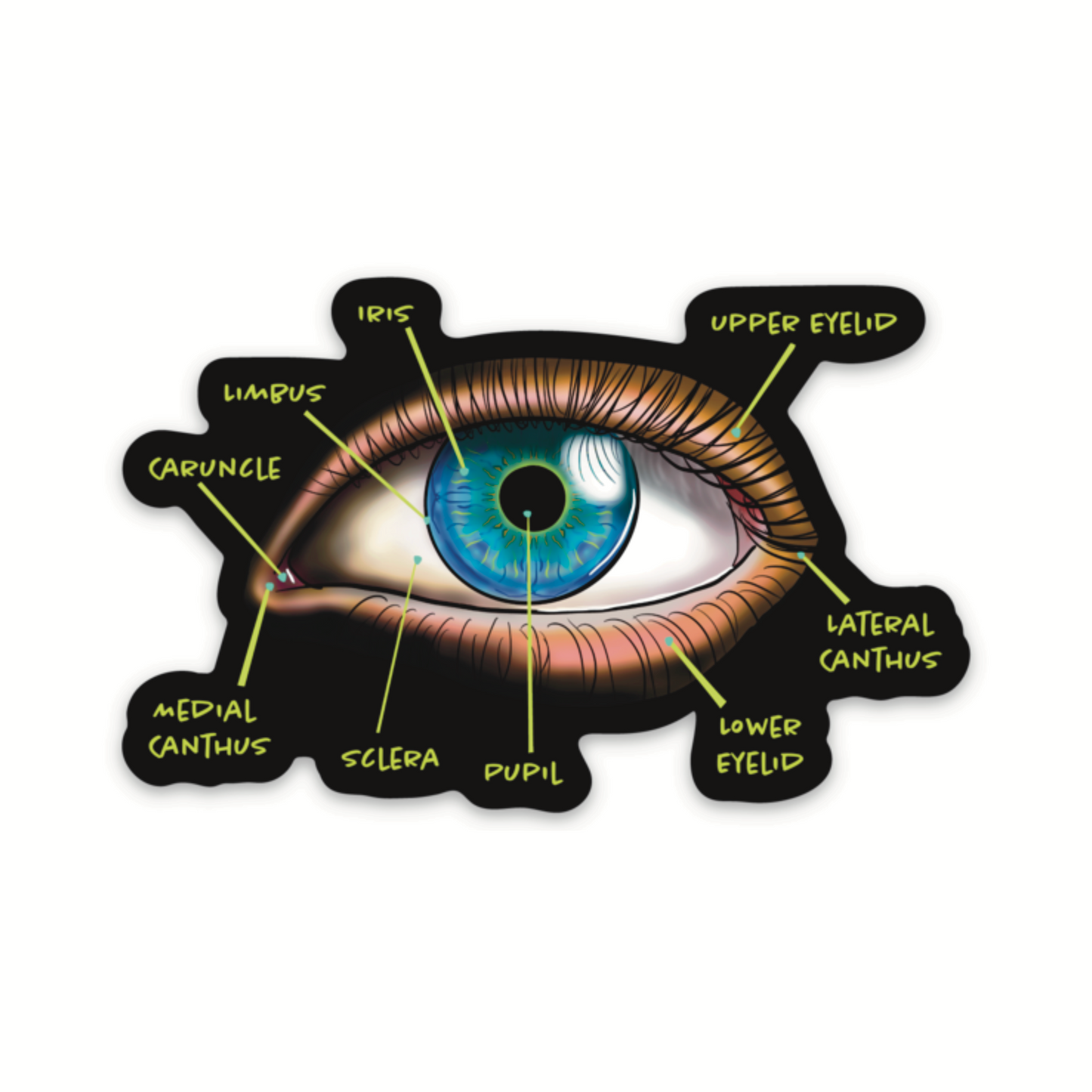 Anatomical Eye Diagram Sticker, Educational Medical Illustration, Optometry Sticker, Ophthalmology Sticker