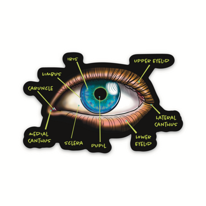 Anatomical Eye Diagram Sticker, Educational Medical Illustration, Optometry Sticker, Ophthalmology Sticker
