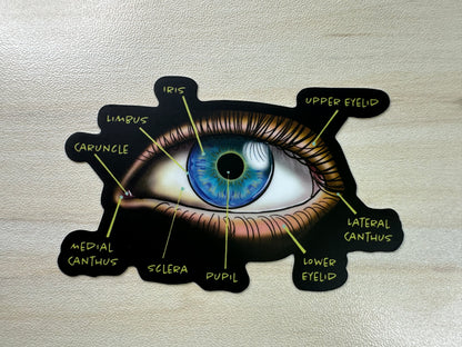 Anatomical Eye Diagram Sticker, Educational Medical Illustration, Optometry Sticker, Ophthalmology Sticker