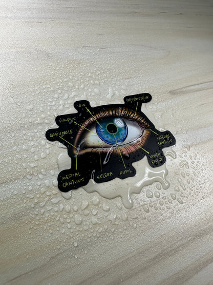 Anatomical Eye Diagram Sticker, Educational Medical Illustration, Optometry Sticker, Ophthalmology Sticker