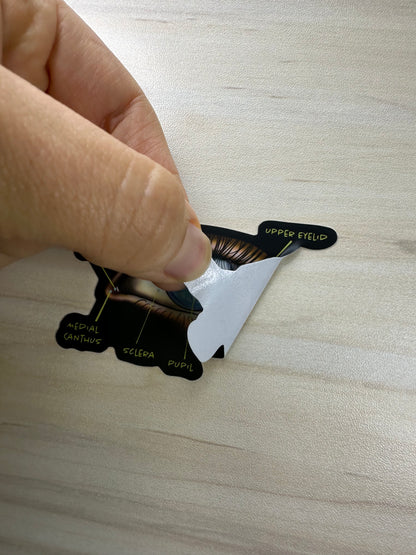 Anatomical Eye Diagram Sticker, Educational Medical Illustration, Optometry Sticker, Ophthalmology Sticker