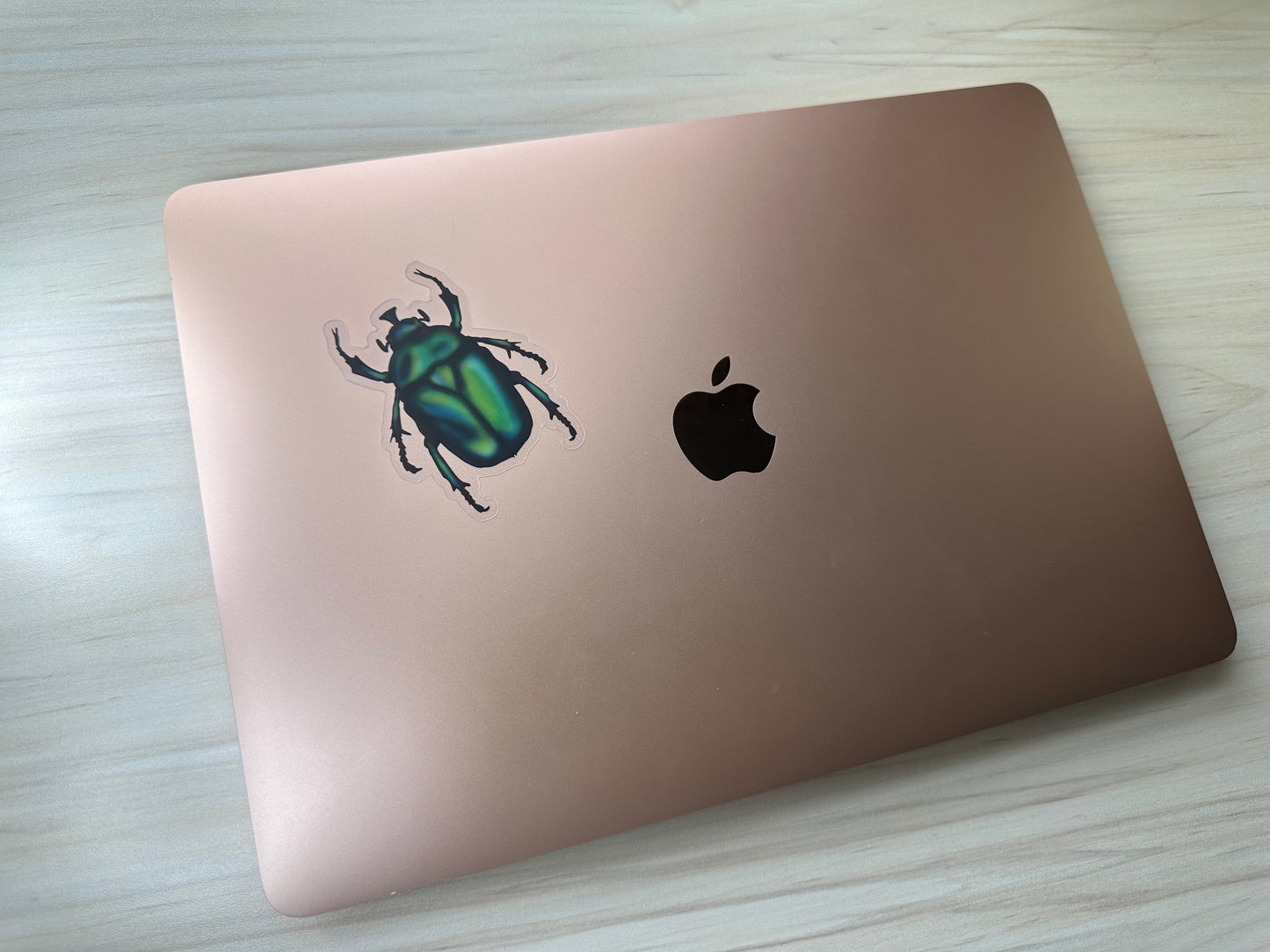 June Bug Vinyl Sticker, Green Chafer Beetle Decal, Entomology Insect Sticker