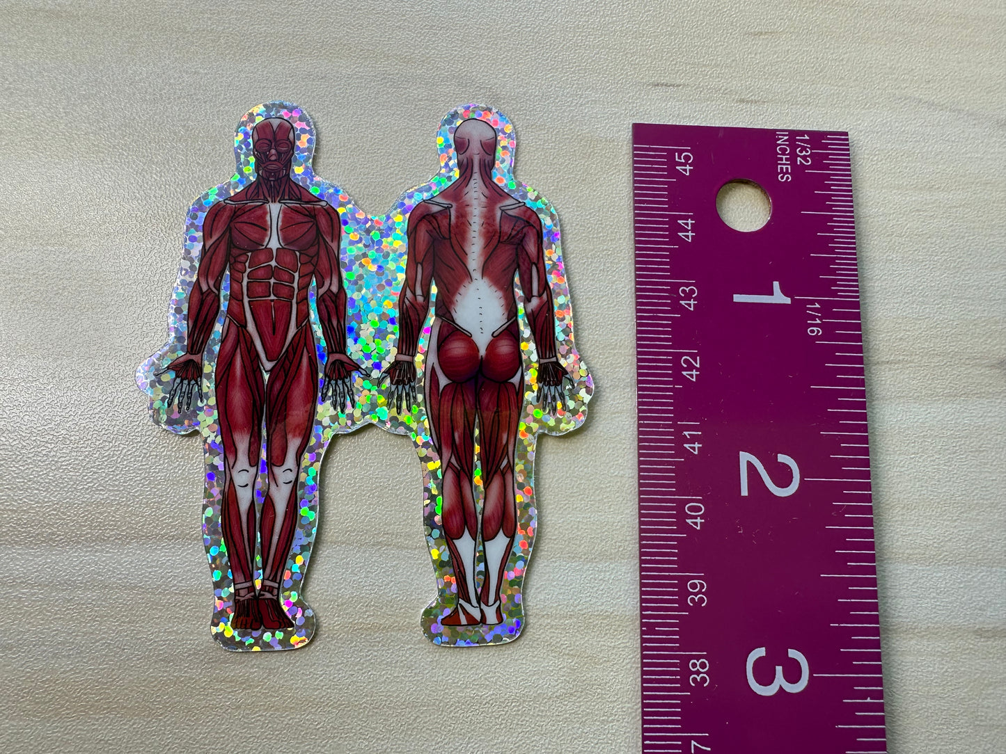 Anatomical Muscle Diagram Sticker, Anatomy Glitter Sticker, Muscular System Sticker, Anatomical Diagram Sticker, Muscular System Diagram