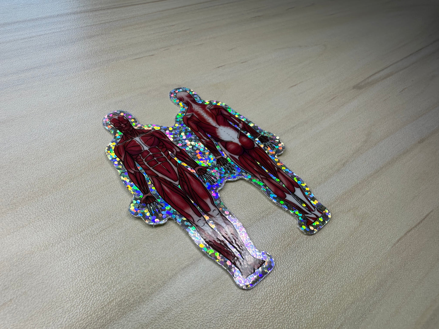 Anatomical Muscle Diagram Sticker, Anatomy Glitter Sticker, Muscular System Sticker, Anatomical Diagram Sticker, Muscular System Diagram