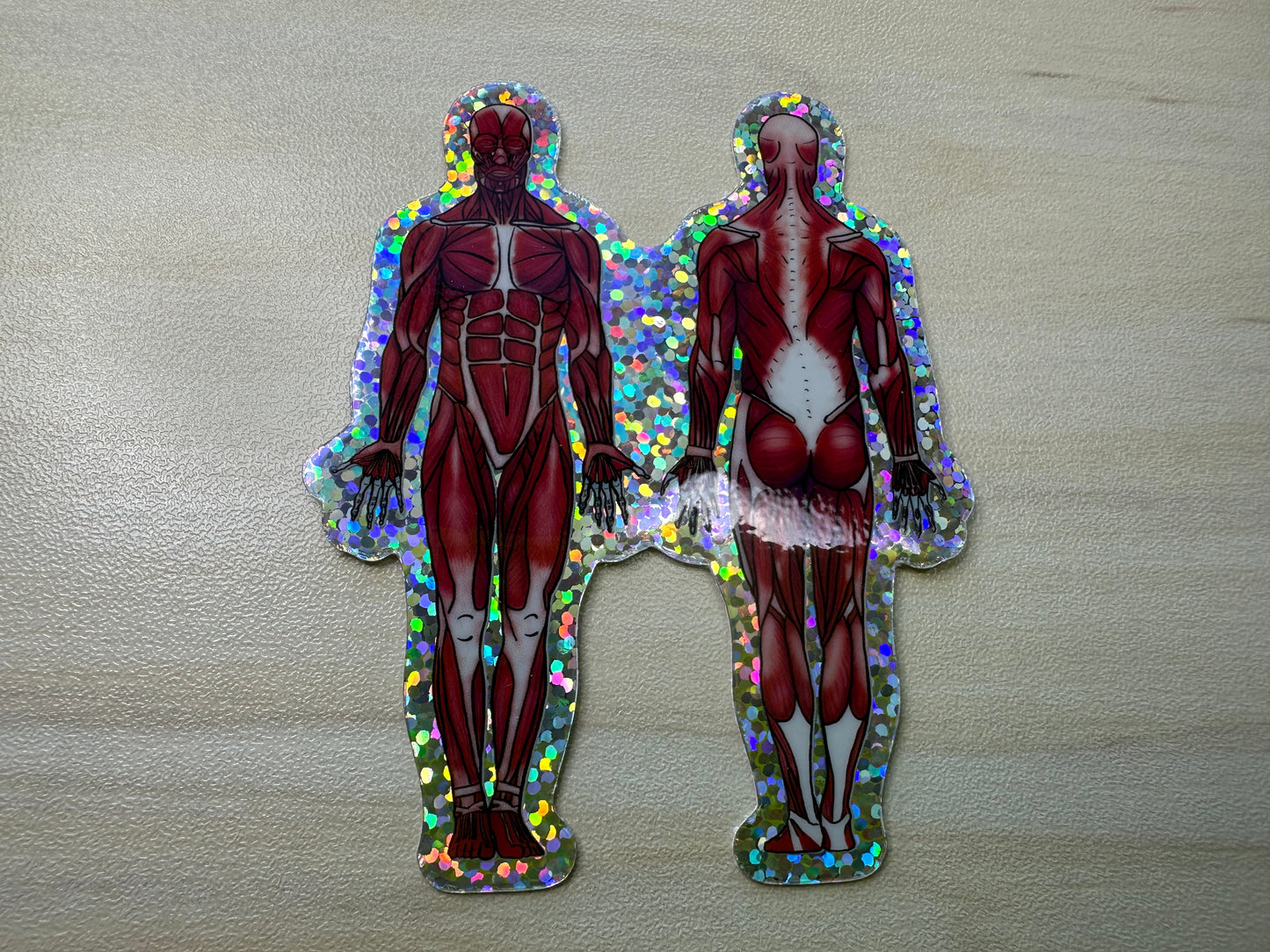 Anatomical Muscle Diagram Sticker, Anatomy Glitter Sticker, Muscular System Sticker, Anatomical Diagram Sticker, Muscular System Diagram