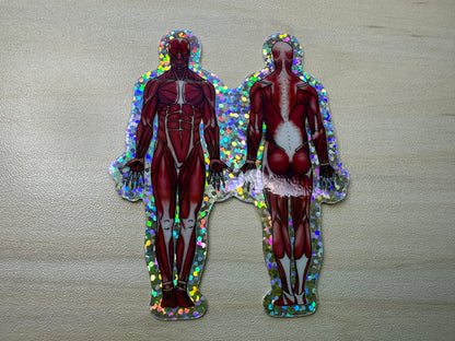 Anatomical Muscle Diagram Sticker, Anatomy Glitter Sticker, Muscular System Sticker, Anatomical Diagram Sticker, Muscular System Diagram