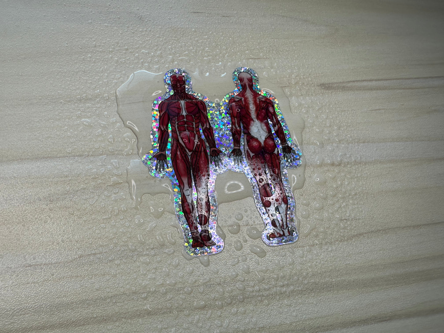 Anatomical Muscle Diagram Sticker, Anatomy Glitter Sticker, Muscular System Sticker, Anatomical Diagram Sticker, Muscular System Diagram