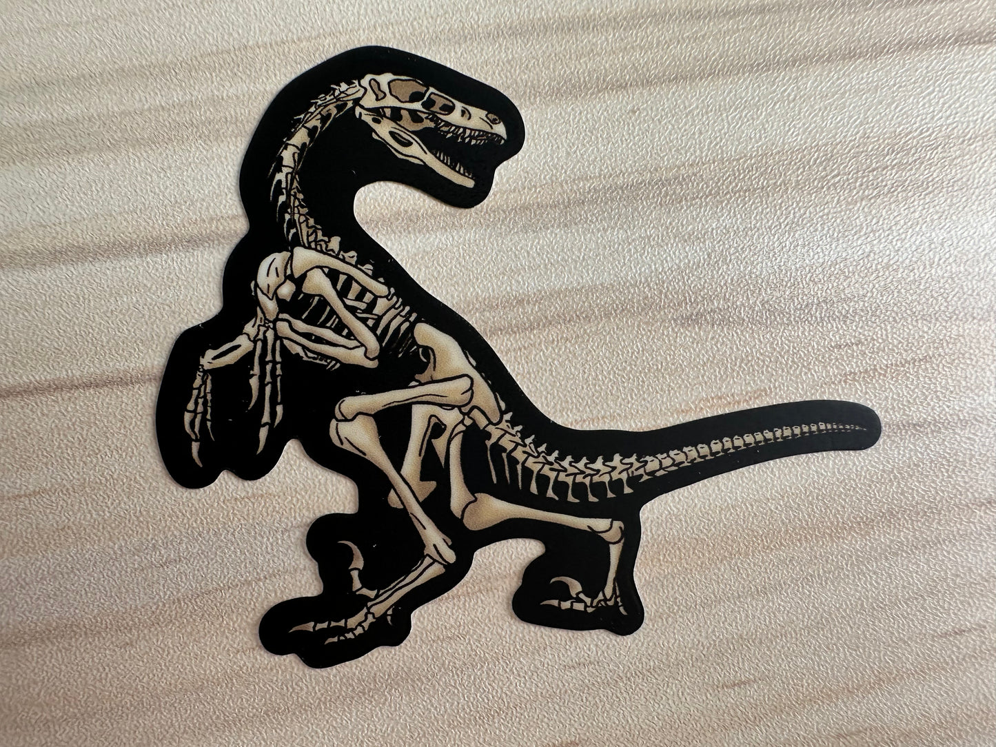 Dinosaur Velociraptor Skeleton Sticker, Black and Bone White, Dinosaur Fossil Vinyl Decal