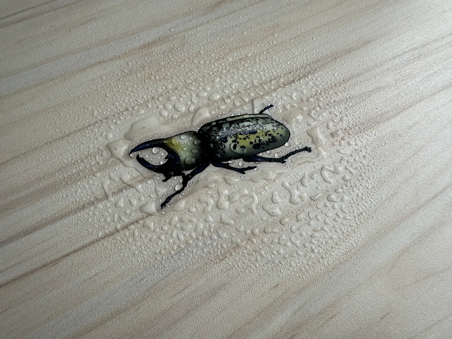  Hercules Beetle Sticker, Insect Clear Vinyl Decal, Entomology Sticker, Bug Enthusiast Gift