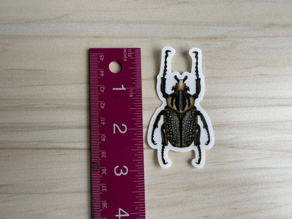 Goliath Beetle Sticker, Clear Vinyl Insect Decal, Entomology Sticker, Bug Decal