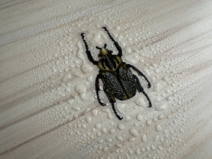 Goliath Beetle Sticker, Clear Vinyl Insect Decal, Entomology Sticker, Bug Decal