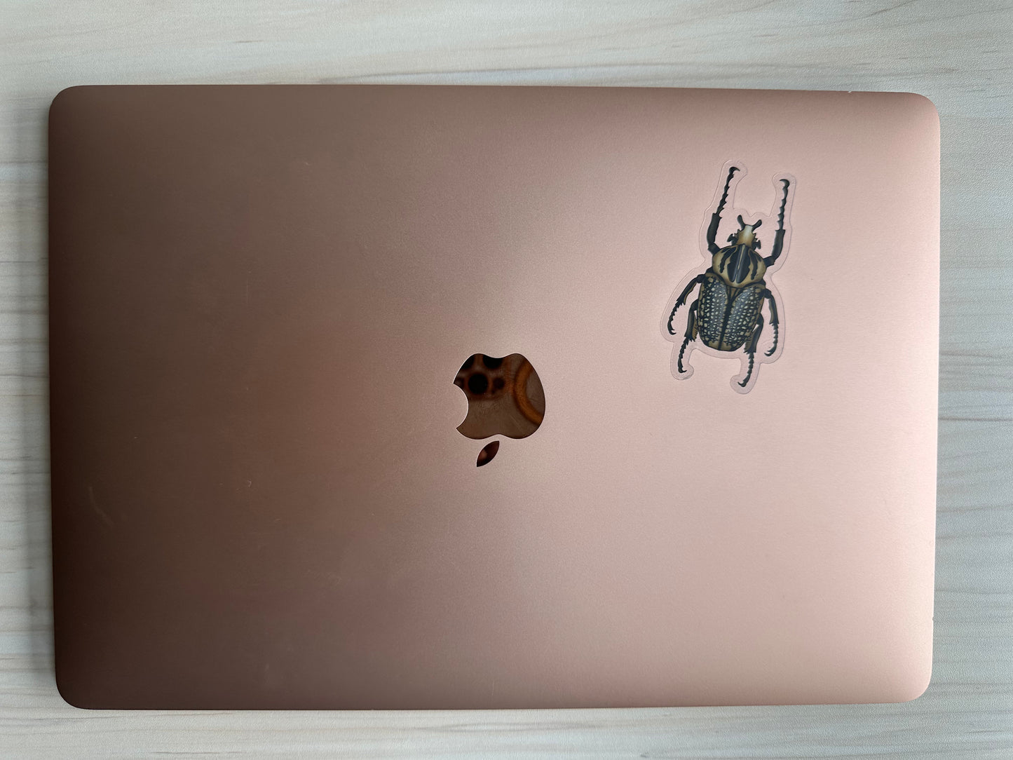 Goliath Beetle Sticker, Clear Vinyl Insect Decal, Entomology Sticker, Bug Decal