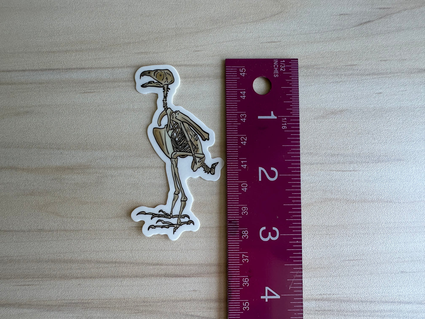 Peregrine Falcon Vinyl Sticker, Bird Skeleton Decal, Anatomical Bird Design