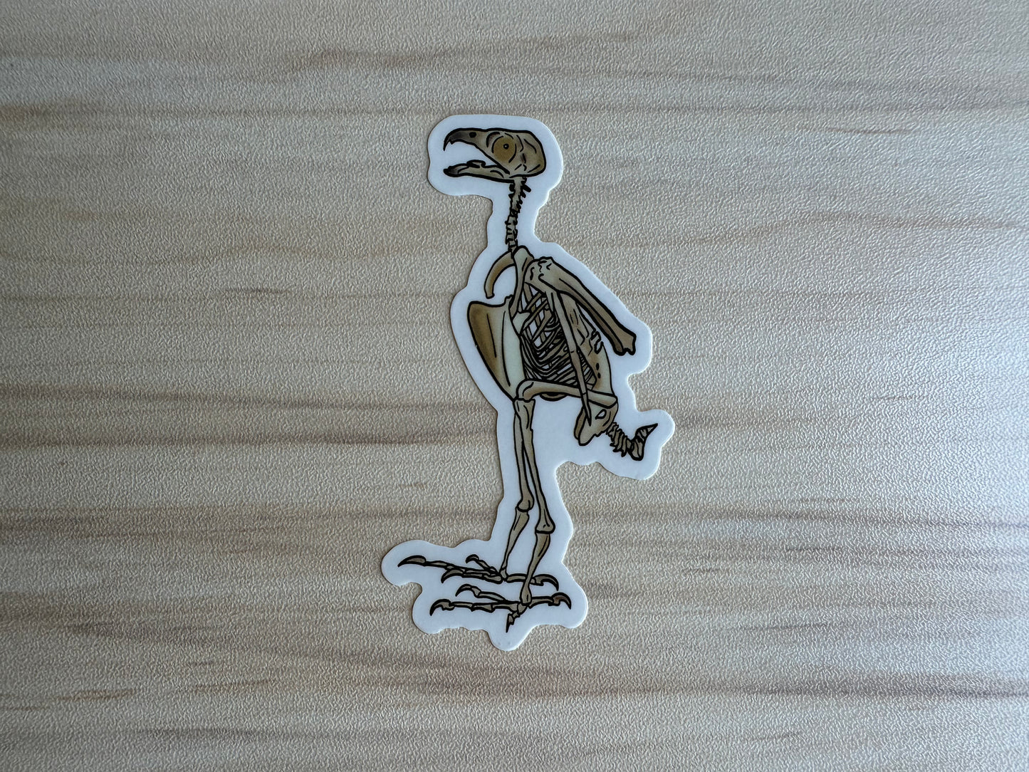 Peregrine Falcon Vinyl Sticker, Bird Skeleton Decal, Anatomical Bird Design