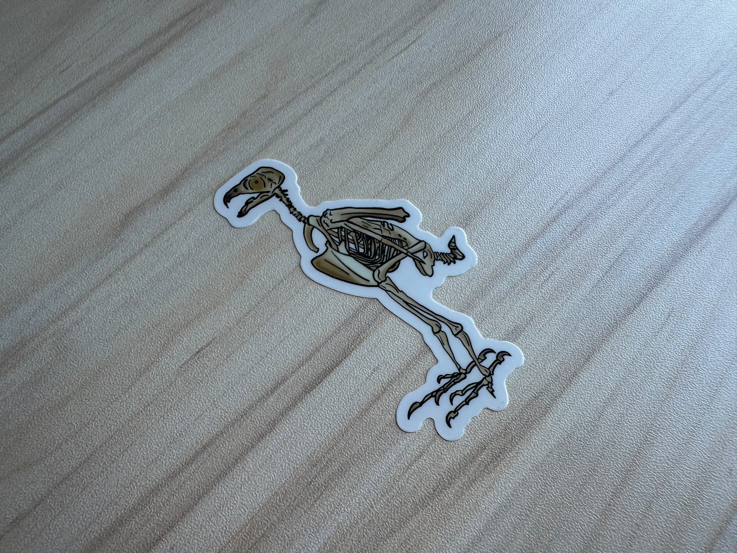 Peregrine Falcon Vinyl Sticker, Bird Skeleton Decal, Anatomical Bird Design