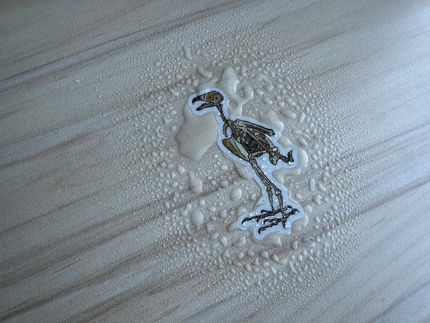 Peregrine Falcon Vinyl Sticker, Bird Skeleton Decal, Anatomical Bird Design