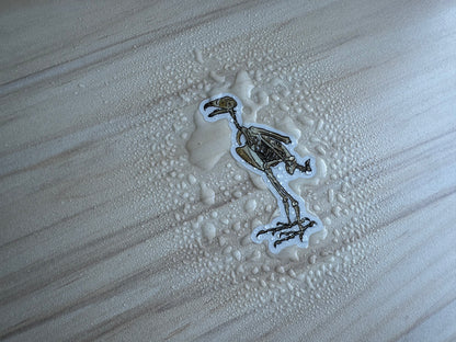 Peregrine Falcon Vinyl Sticker, Bird Skeleton Decal, Anatomical Bird Design