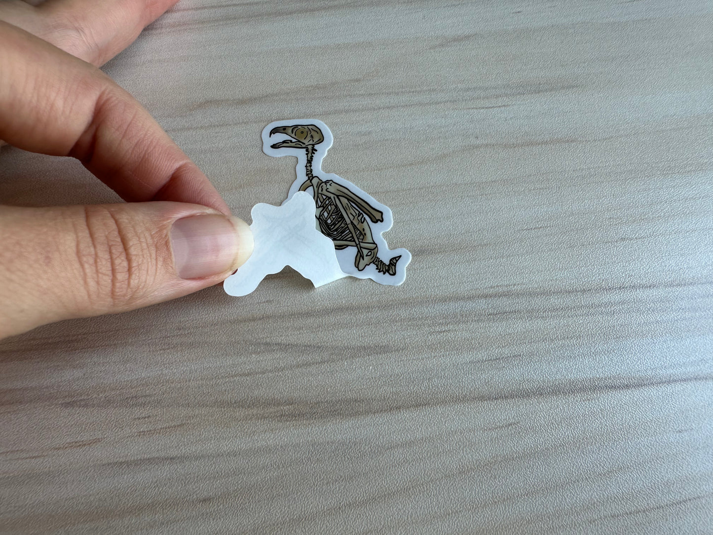 Peregrine Falcon Vinyl Sticker, Bird Skeleton Decal, Anatomical Bird Design