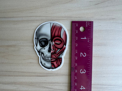 Anatomical Skull Muscle Sticker, Half Skeleton Half Muscular System Design, Medical Education Vinyl Decal