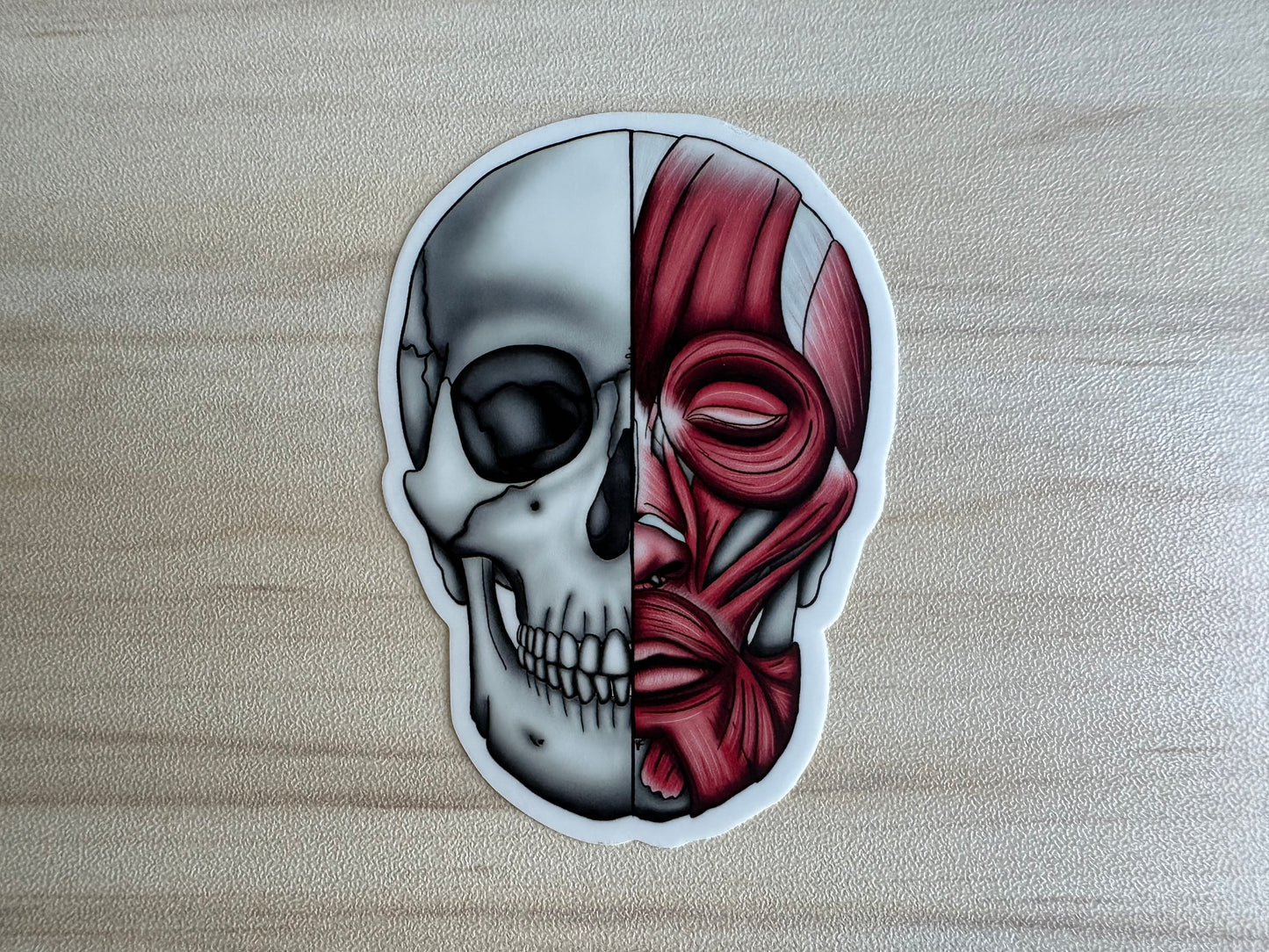 Anatomical Skull Muscle Sticker, Half Skeleton Half Muscular System Design, Medical Education Vinyl Decal