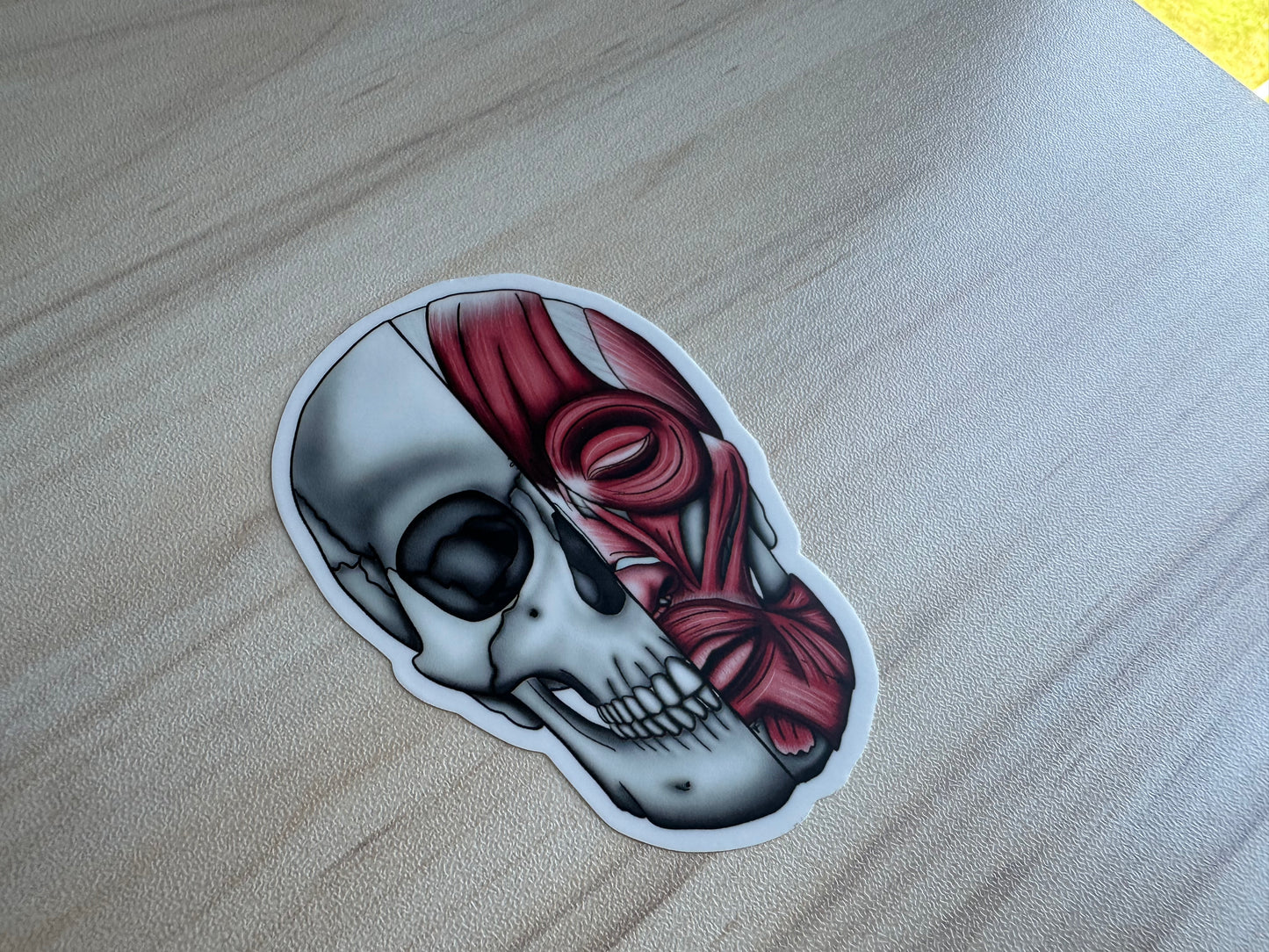 Anatomical Skull Muscle Sticker, Half Skeleton Half Muscular System Design, Medical Education Vinyl Decal