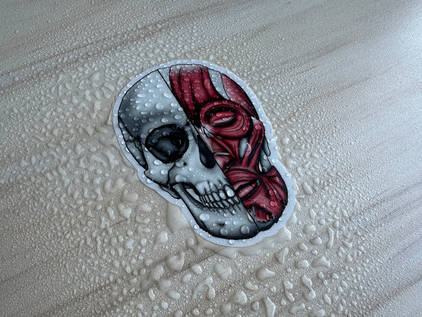 Anatomical Skull Muscle Sticker, Half Skeleton Half Muscular System Design, Medical Education Vinyl Decal