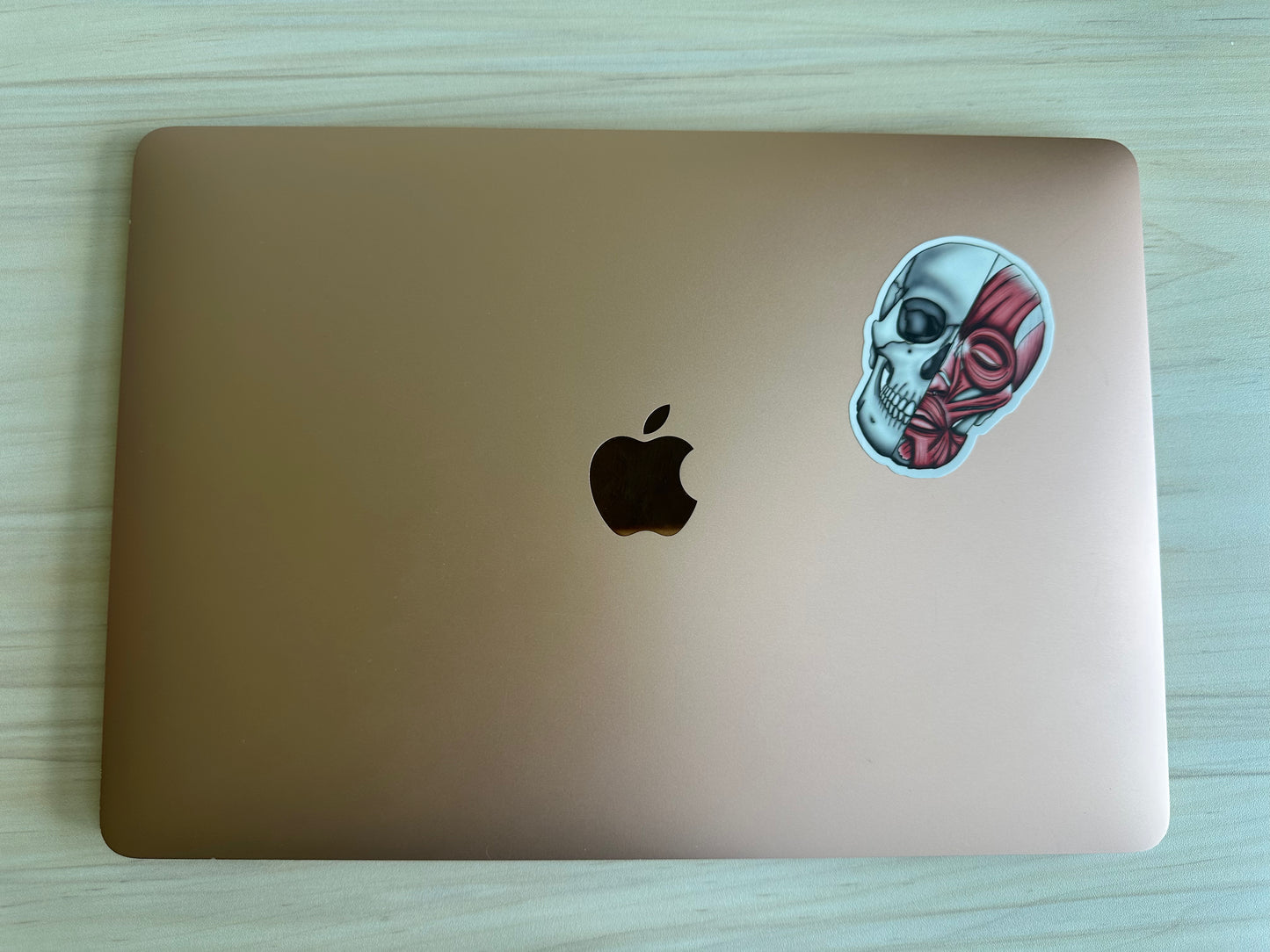 Anatomical Skull Muscle Sticker, Half Skeleton Half Muscular System Design, Medical Education Vinyl Decal