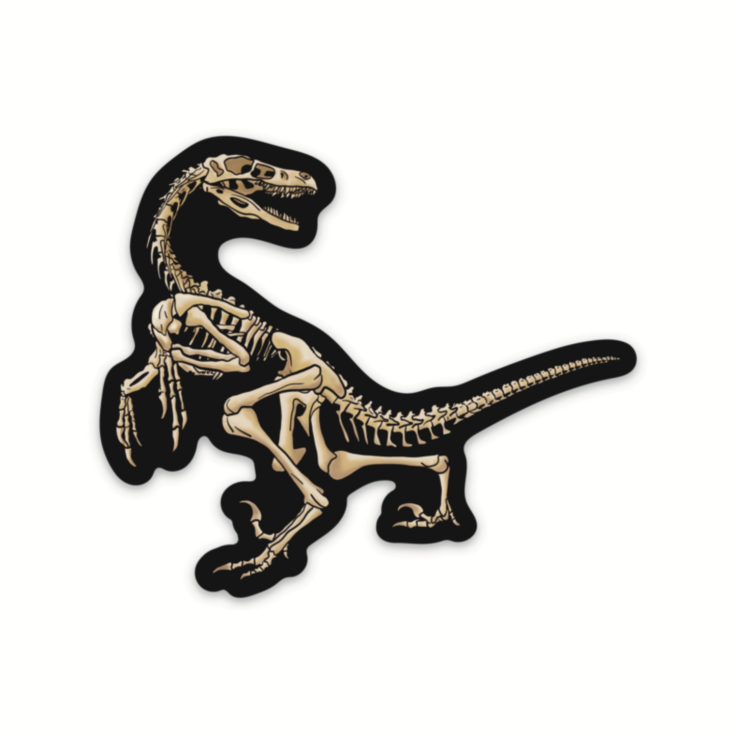 Dinosaur Velociraptor Skeleton Sticker, Black and Bone White, Dinosaur Fossil Vinyl Decal