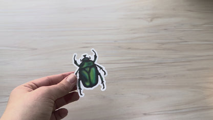 June Bug Vinyl Sticker, Green Chafer Beetle Decal, Entomology Insect Sticker