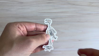 Peregrine Falcon Vinyl Sticker, Bird Skeleton Decal, Anatomical Bird Design